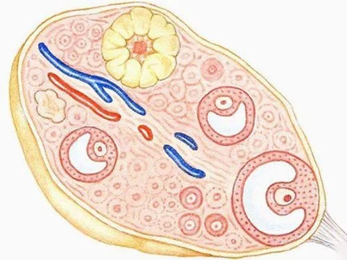 上海代生代怀机构：四个方法教你如何增加男性的精子数量。